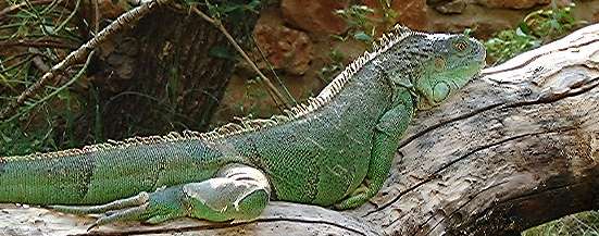 Iguana.
