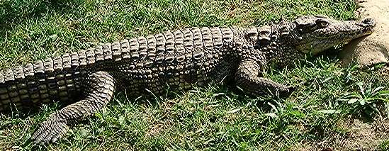 Crocodile