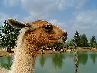 petting farm
