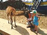 petting-farm