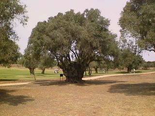 A 1.200 year old olive tree is one of the local obstacles