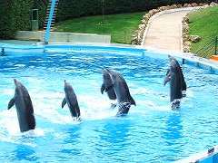 Dolphin show