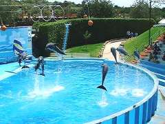 Dolphin show