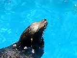 Zoo Marine in Guia 20km. from Carvoeiro